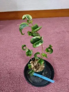 フィカス・シタシオン 2026-①　ゴムの木　熱帯植物　観葉植物のサムネイル