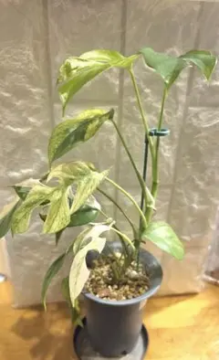 オブリクア　アマゾナス　子株　鉢植え発送 オブリクア アマゾナス 子株 鉢植え発送 - メルカリ