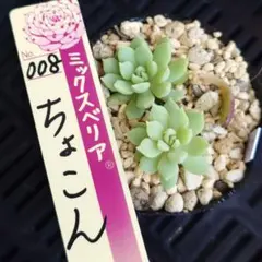 2026年最新】おらいさん苗 ちょこんの人気アイテム - メルカリ