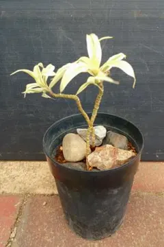 Tillandsia dependens 速達発送 - メルカリ