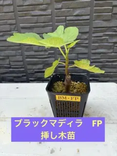 2026年最新】いちじく 挿し木の人気アイテム - メルカリ