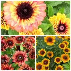 むっく様 リクエスト 2点 まとめ商品