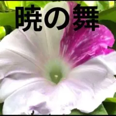 ピース様 リクエスト 2点 まとめ商品