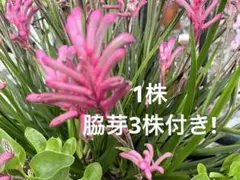 2026年最新】苗の人気アイテム - メルカリ