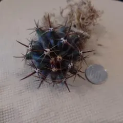 まりもちゃん様 リクエスト 2点 まとめ商品