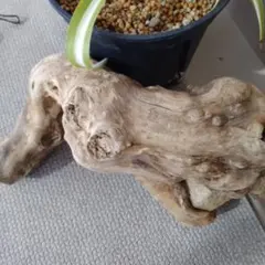 ★河川の自然流木 自立式(石を抱いた流木)曲がり形状風蘭の着生