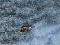 フィッシュフック ネックレス シルバーカラー本物のマグロの釣り針 