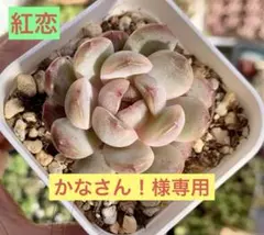 かなさん！様 リクエスト 4点 まとめ商品