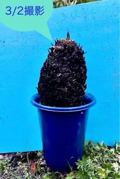 2026年最新】ソテツ 苗の人気アイテム - メルカリ