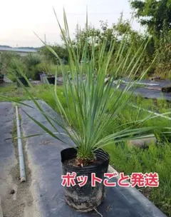 ユッカロストラータ 16苗 鉢のまま発送 - メルカリ