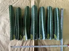 ツヨシ様 リクエスト 2点 まとめ商品
