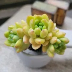 春萌 セダム 寄せ植え カット苗 多肉 - メルカリ