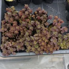 カット苗 多肉植物 セダム ドラゴンズブラッドヘッド部分 50g以内