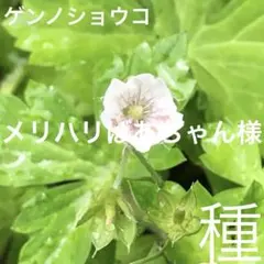 メリハリばあちゃん様 リクエスト 3点 まとめ商品