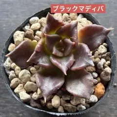 G. Sato様 リクエスト 3点 まとめ商品