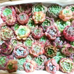 h多肉植物エケベリア〈カット苗〉☆寄植えMIXサイズ色々☆