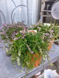 恩様 リクエスト 2点 まとめ商品