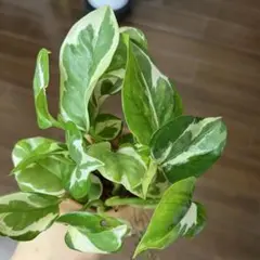 Mio様 リクエスト 2点 まとめ商品