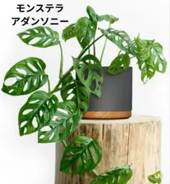 モッピー様 リクエスト 2点 まとめ商品