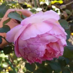 バラ苗 薔薇 さし木苗 中大輪 強香 四季咲き 匿名発送 - メルカリ