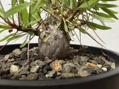 り*う様 フォークイエリア・プルプシー　実生のサムネイル