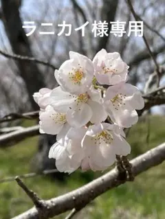 ラニカイ様専用です。