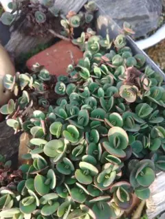 kojiguriririri様 リクエスト 2点 まとめ商品