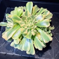 ククリ様 リクエスト 3点 まとめ商品