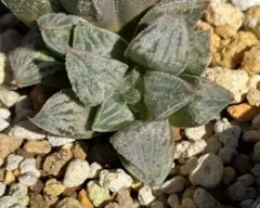 moru様 リクエスト 2点 まとめ商品