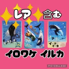 鳥羽水族館 コレクションカード VOL.2 レア イロワケイルカ カイ ララ 鳥羽水族館 コレクションカードvol.2 イロワケイルカ カイ ララ レア