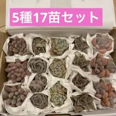 5種17苗セット 多肉植物　エケベリア　寄せ植え　多肉弁当