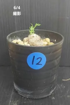 あお12　オペルクリカリアパキプス　根挿し　鉢ごとのサムネイル