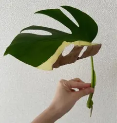2025年最新】モンステラ 茎の人気アイテム - メルカリ