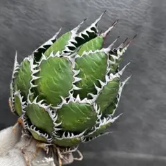702 アガベ “ホリダ ”極上株 極上強刺 Agave horridのサムネイル
