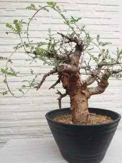ボスウェリア ネグレクタ 大株 ９号鉢 塊根植物 ボスウェリア ネグレクタ 大株 9号鉢 - メルカリ