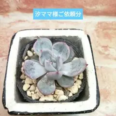 汐ママ様ご依頼分 多肉 エケベリア 白銀姫 ② おらいさん 他
