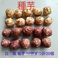 紫　白菊芋 　種芋　20芽　農家