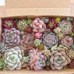 k様 リクエスト 2点 まとめ商品