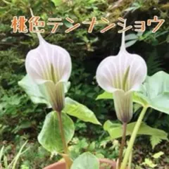 2026年最新】スパティフィラムの人気アイテム - メルカリ