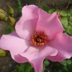 2025年最新】苗の人気アイテム - メルカリ