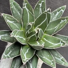 2026年最新】エボリスピナ 現地の人気アイテム - メルカリ