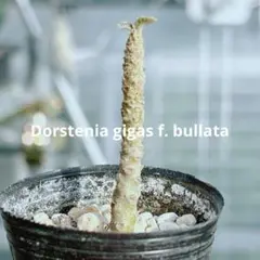 のん6様 リクエスト 2点 まとめ商品