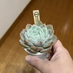 2026年最新】サボテン相談室の人気アイテム - メルカリ