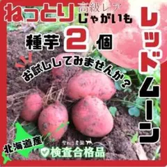 2026年最新】種芋 レッドムーンの人気アイテム - メルカリ