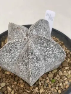 2026年最新】ランポー玉の人気アイテム - メルカリ