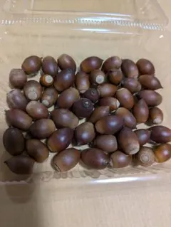 可愛いどんぐり