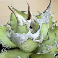 アガベ レジェンドA40 ロウルサンコ産 札付き - メルカリ