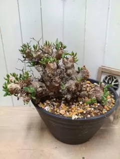 2026年最新】チレコドン レティキュラータスの人気アイテム - メルカリ