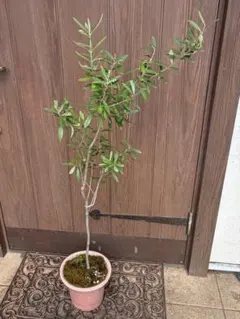 オリーブの木　鉢のまま　シンボルツリーのサムネイル