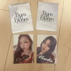 HANA Born to Bloom ランダムフォトカードCHIKA NAOKO